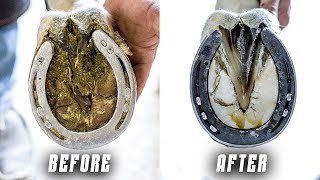 Satisfying Farrier Hoof Restoration  4K ASMR [upl. by Accemahs528]