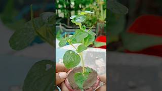 Small Plant 🌱  Peperomia pellucida  garden gardening shorts short shortsfeed youtubeshorts [upl. by Liana]