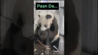 Hewan Gemoy fypシ゚viral shortvideo animals pets funny video funnyanimals short [upl. by Aralk]