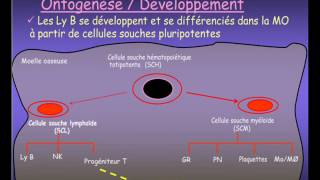 IMMUNOLOGIE  organes limphoides [upl. by Terry]