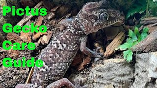 Pictus Gecko Care Guide [upl. by Samtsirhc]