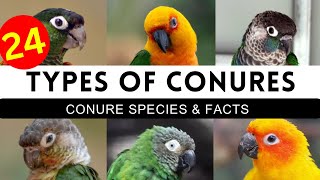 Types Of Conures  Conure Mutations amp Colours  Conure Parrot Top Varieties [upl. by Zelig]