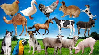 English  Français  Farm animals  Animaux domestiques  Best vidéo [upl. by Wilfred]