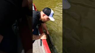 Big Carp Catch and Release🎣 kinyonoutdoors fishing [upl. by Azrim100]