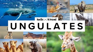 All 13 Ungulate Families Odd amp EvenToed [upl. by Nela]