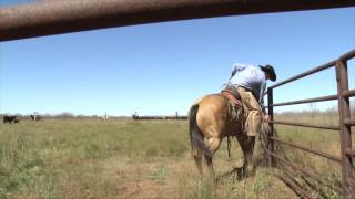 Muleshoe Ranch  2014 ZoetisAQHA Best Remuda Winner [upl. by Miranda]