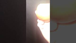 Taking a bite out of an apple foryou goodavibes funny viralvideo amsr [upl. by Naples]