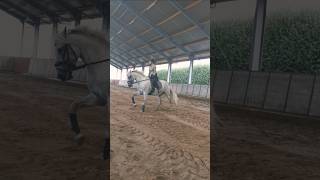 Galloping Dressage Dressagetraining Horseriding Rider Horsetraining Practice Training [upl. by Lorou]