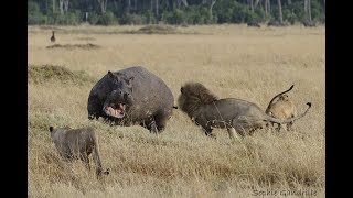 Hippopotamus vs Lion real Fight To Death  Wild Animals Attack [upl. by Averell]