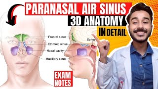 Paranasal air sinuses anatomy  Paranasal sinuses anatomy  maxillary sinus anatomy [upl. by Barling]