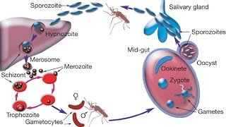 Cycle Of Malaria Parasite In The Mosquito [upl. by Macleod]