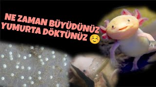 Axolotllar Yumurta DöktüBebek Axolotllar Nasıl Büyüyecek animals axolotl animallover axolotls [upl. by Elysee292]