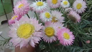 How to grow and care Acroclinium flower plant in winterbest hanging basket flowering plant inwinter [upl. by Drape]