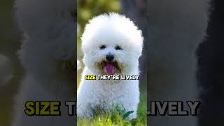 Bichon Frise Joy 5 Fun Facts About These Fluffy Companions [upl. by Jonah]