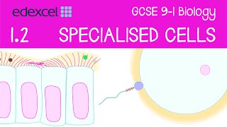 GCSE Biology Specialised Cells sperm egg ciliated epithelial cell red blood cell nerve cell [upl. by Niwdog]