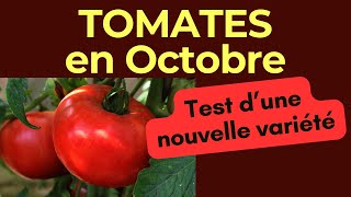 Tomates  essais sur la nouvelle variété de tomate sont plus que prometteurs [upl. by Slavic634]