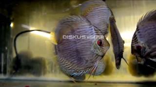 Discus wild Heckel blue Nhamunda 1417cm [upl. by Mercie]