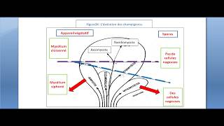 La mycologie Partie 9 classification et nomenclateur des champignons [upl. by Hgielrac]