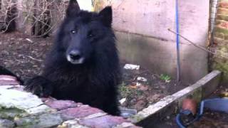 2 Chiens Groenendal laissés à labandon à Chimay [upl. by Ecar]