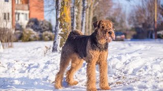 Crate Training an Airedale Terrier Tips for Success [upl. by Castillo777]