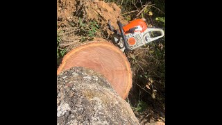 Stihl MS 391 and 271 Chainsaw Review [upl. by Kezer355]