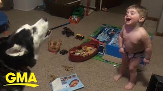 Toddler laughs as he and husky howl together l GMA Digital [upl. by Isbella]