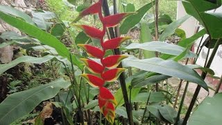 Growing the Hanging Lobster Claw Heliconia rostrata [upl. by Edson]