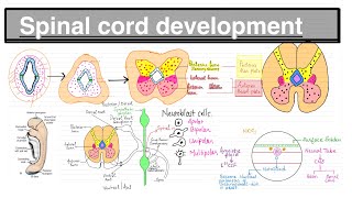 SPINAL CORD DEVELOPMENT EMBRYOLOGY  NEUROLOGY IN HINDI [upl. by Orihakat]