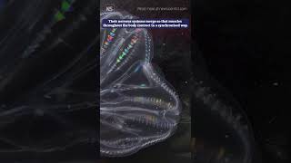 Comb jellies fuse to become one individual [upl. by Lodi]