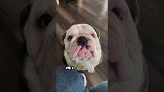 A Bulldog’s Heartwarming Plea For Treats [upl. by Oicneconi]