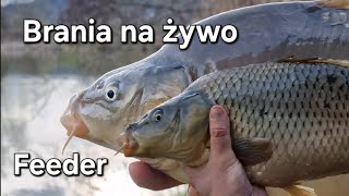 Feederowe brania na żywo4 carpfishing fishing [upl. by Calendra]