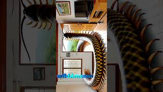 House and Centipede home animals wildlife binatang [upl. by Edyth]