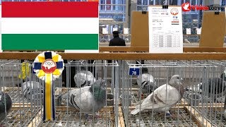 Hungary Magyarország Węgry  Olimpiada Gołębi Pigeon Olympiad Poznań 2019 [upl. by Winograd]