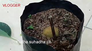 HOW TO CARA TERUNIK JITU ALPUKAT CEPAT BUAH LEBAT dan BONSAI [upl. by Harts685]