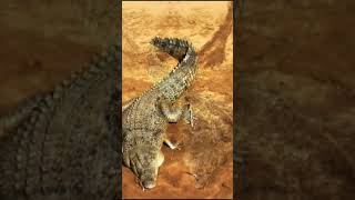 quotCROCODILIA or Crocodylia Is an order of semiaquatic PREDATORY REPTILES known as crocodiliansquot [upl. by Naesal]