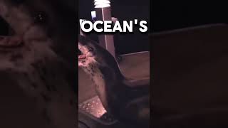 Adorable Leopard Seal Steals Hearts with Playful Antics [upl. by Eceinahs]