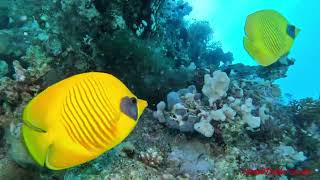 Mesmerizing Dive in the Red Sea 40 Meters Deep at Coral Islands Adventure [upl. by Jacquette]