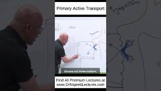 Primary Active Transport drnajeeblectures drnajeeb shortvideo medicaleducation youtubeshorts [upl. by Jared]