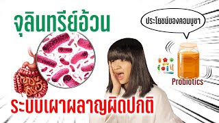 Beat QampA ระบบเผาผลาญผิดปกติ เพราะจุลินทรีย์อ้วน   Kombucha Probiotics [upl. by Chace888]