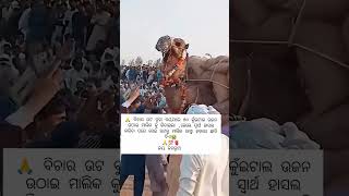 ମଣିଷ ଏତେ ଖରାପ ଯେ ପଶୁମାନଙ୍କୁ ବି ଛାଡୁ ନାହାନ୍ତି ପାଇଁ ମାନେ ଦେଖନ୍ତୁ ଏହି ଓଟ ତି କେମିତି କଷ୍ଟ ପାଉଛି video 😭😭 [upl. by Nosirrah357]