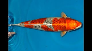 Koi Auktion Dainichi Kujaku Sansai OmoMaru male 58cm T60095 [upl. by Shiller]