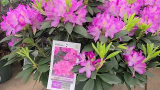 Rhododendron English Roseum  LARGE ELEGANT Tough and Easy to Grow Evergreen [upl. by Dhiman897]