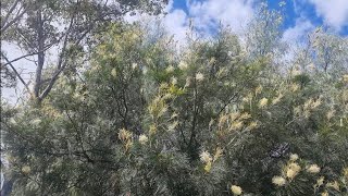 Grevillea Moonlight [upl. by Jobi]