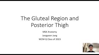 Anterior and Medial Thigh Musculoskeletal VR Anatomy Lecture [upl. by Beaufert667]