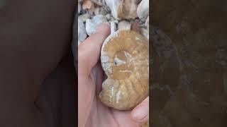 Ammonite Fossil discovered in North Texas this morning [upl. by Guimar243]