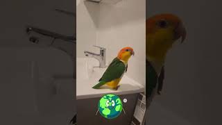 quot¡Perico Marchando 🦜🚶‍♂️ ¡Demasiado Divertidoquot cuteanimalsfunnyvideosshorts cuteanimals [upl. by Eiramaneet364]