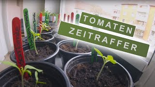 TOMATENANZUCHT IM ZEITRAFFER  über 20000 Bilder [upl. by Edouard]