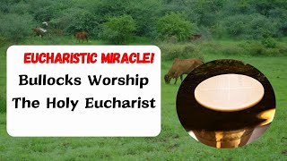 Bullocks Worship The Holy Eucharist  Eucharistic Miracle [upl. by Adnolehs286]