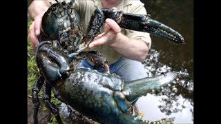 Tasmanian giant freshwater crayfish  lobster crossing the road Tasmania with David Buckle [upl. by Silvain623]