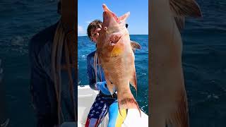 Hogfish for Dinner  SPEARFISHING [upl. by Nnairret]